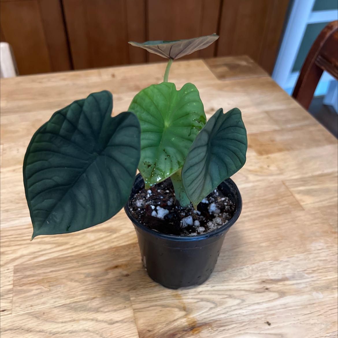 Potted Alocasia nebula 'Imperialis' with healthy leaves on a wooden table.