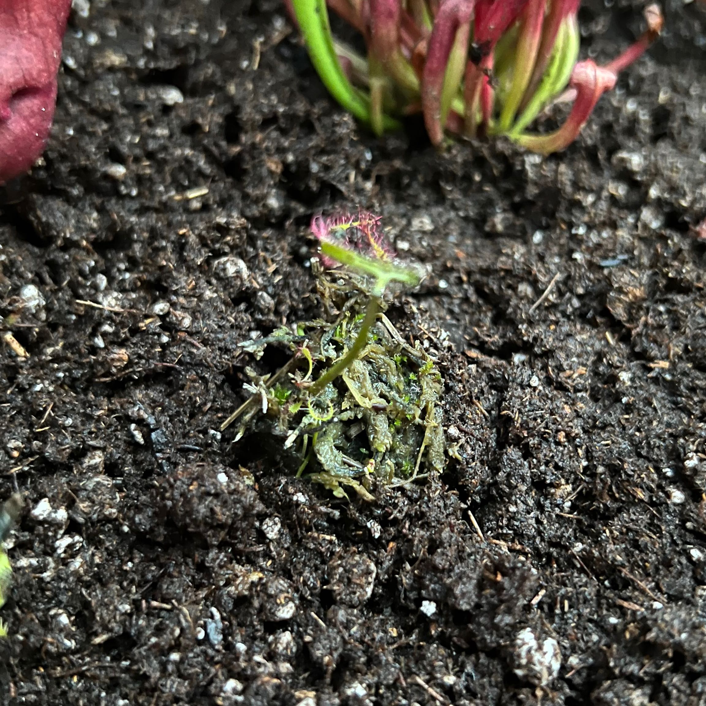 Photo of the plant species Forked-Leaf Sundew by @nsimonson named Triffida on Greg, the plant care app