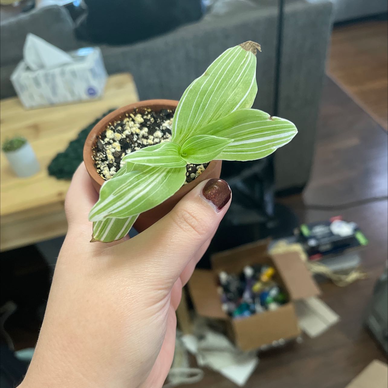 Tradescantia albiflora 'Albovittata' plant with green and white striped leaves in a pot, slight browning on leaf tips.