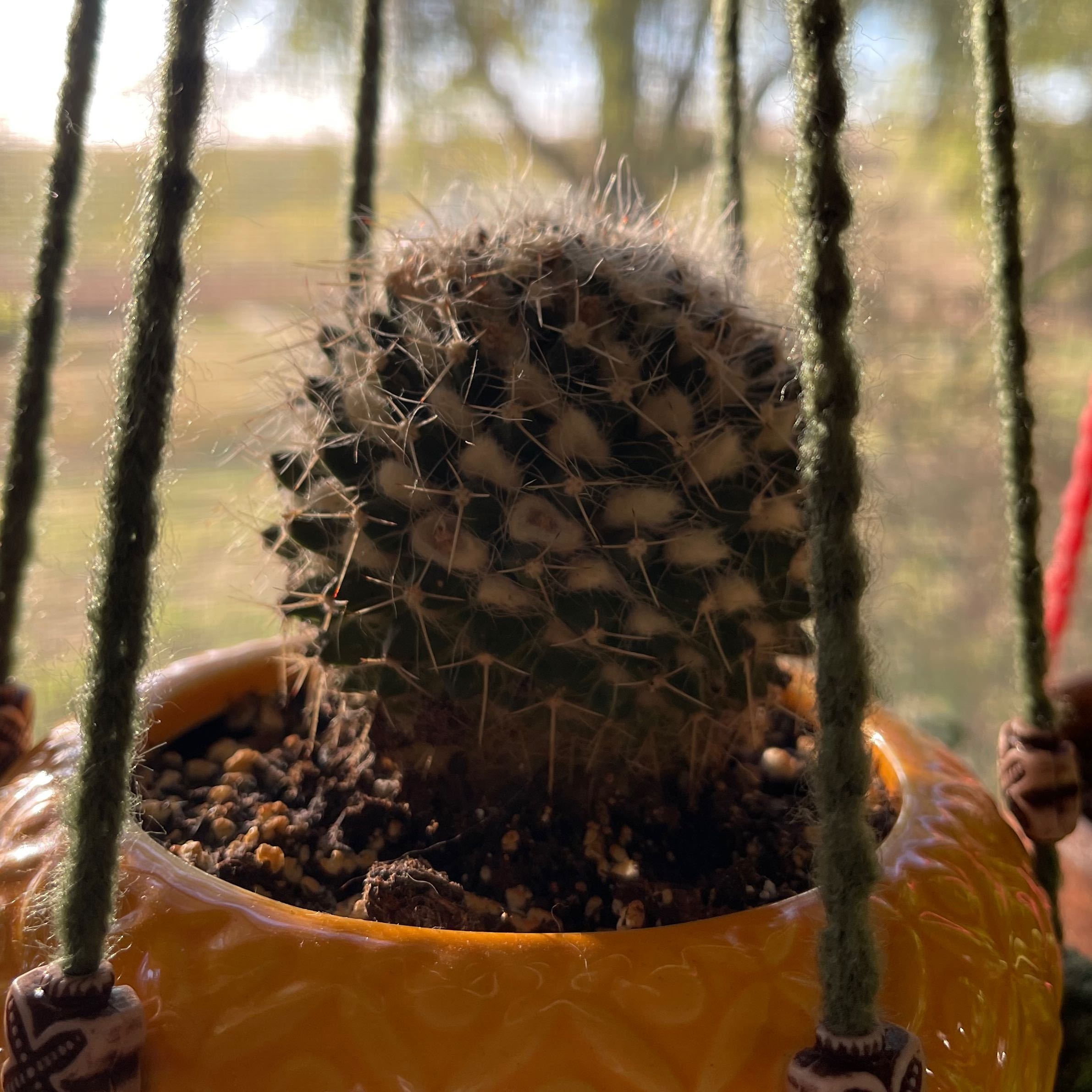 Mammillaria karwinskiana 'Nejapensis' cactus in a hanging pot with visible soil.