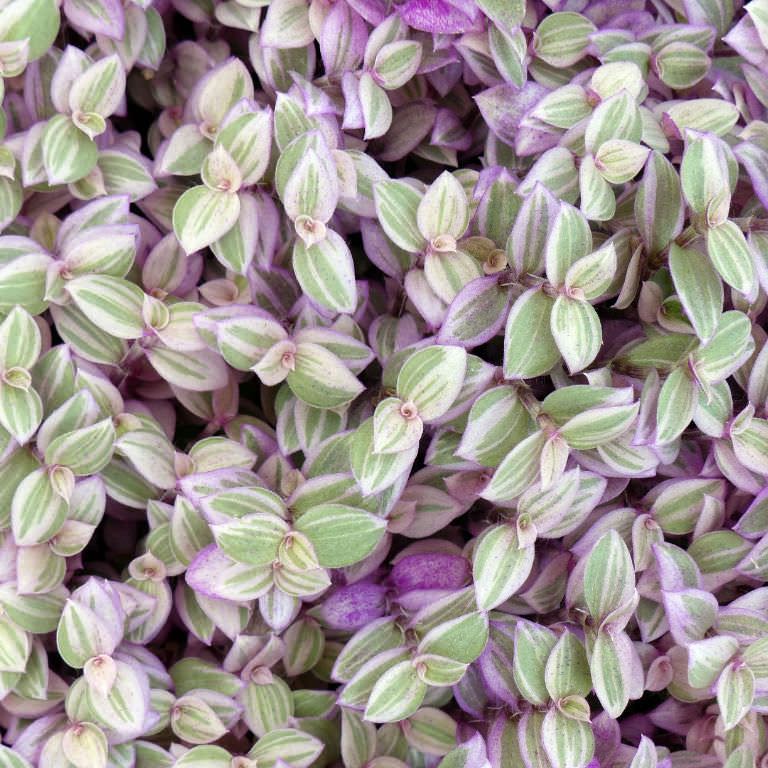 Photo of the plant species Creeping Inch Plant by @WiseAgave named Pinky T. on Greg, the plant care app