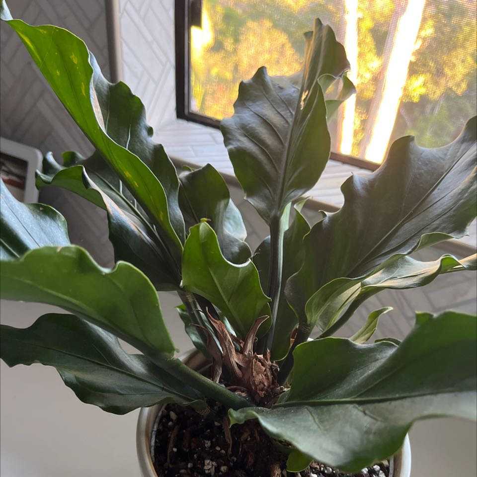Bird's nest anthurium plant with healthy green leaves in a pot with visible soil.