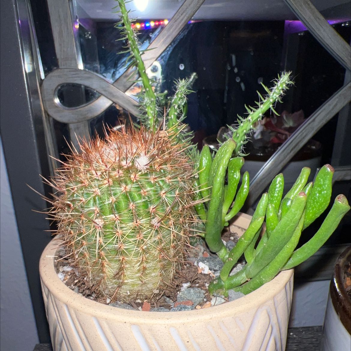 Potted Mammillaria muehlenpfordtii cactus with another succulent plant, well-framed and in focus.
