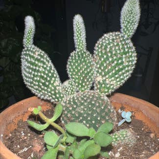 Bunny Ears Cactus plant in Englewood, Colorado