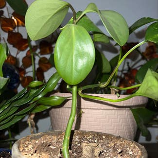 Heartleaf Philodendron plant in Englewood, Colorado