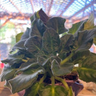 Kenyan Violet plant in Englewood, Colorado