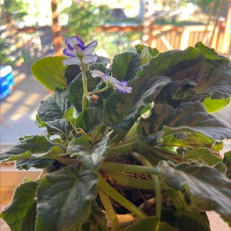Kenyan Violet plant in Englewood, Colorado