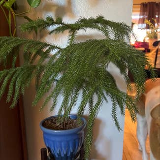 Norfolk Island Pine plant in Englewood, Colorado