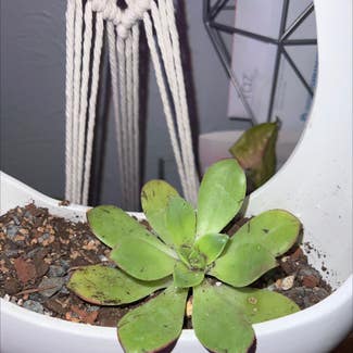 Tree Aeonium plant in Englewood, Colorado