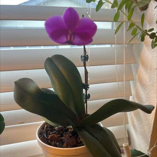 Orchid plant in Englewood, Colorado