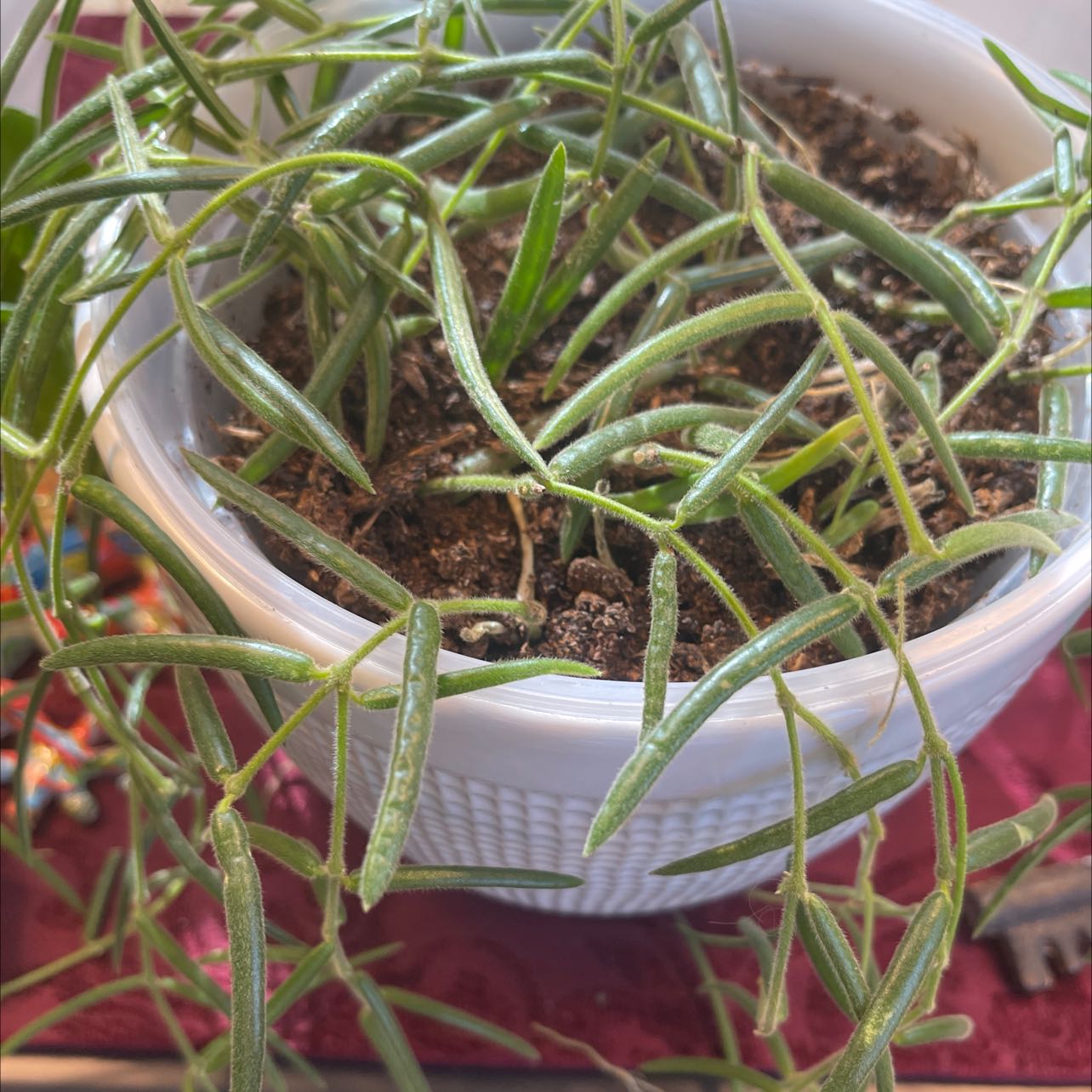 Photo of the plant species String of Needles by @HonestAloevera named Ceropegia Linearis on Greg, the plant care app