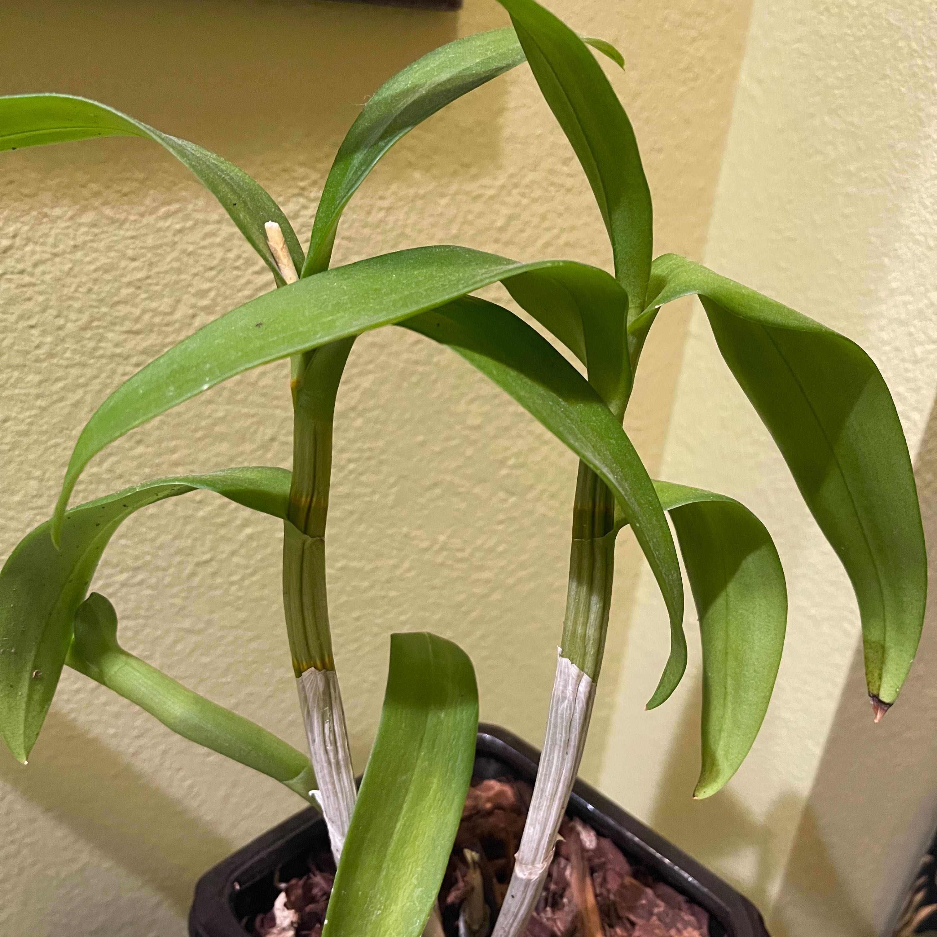 Dendrobium Phalaenopsis plant with green leaves and stems in a pot with visible soil.