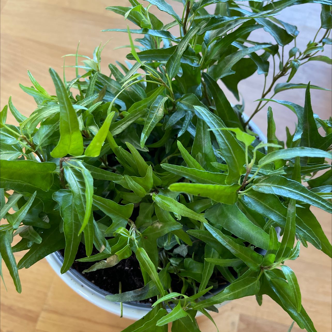 Healthy Spearpoint Ivy plant in a pot with vibrant green leaves.