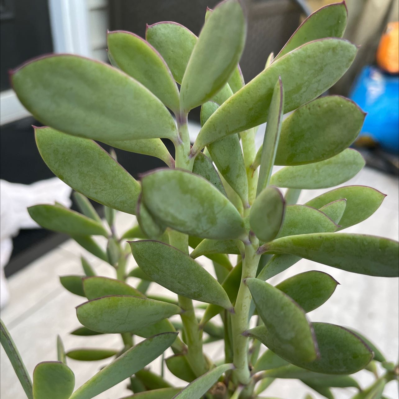 Healthy Vertical Leaf Senecio plant with green, fleshy leaves.