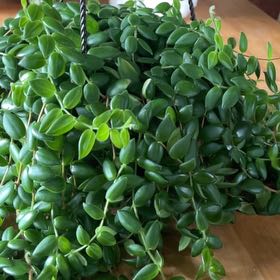 Photo of the plant species Box-leaf Lipstick Plant by @HonestAloevera named Aeschynanthus Buxifolius on Greg, the plant care app