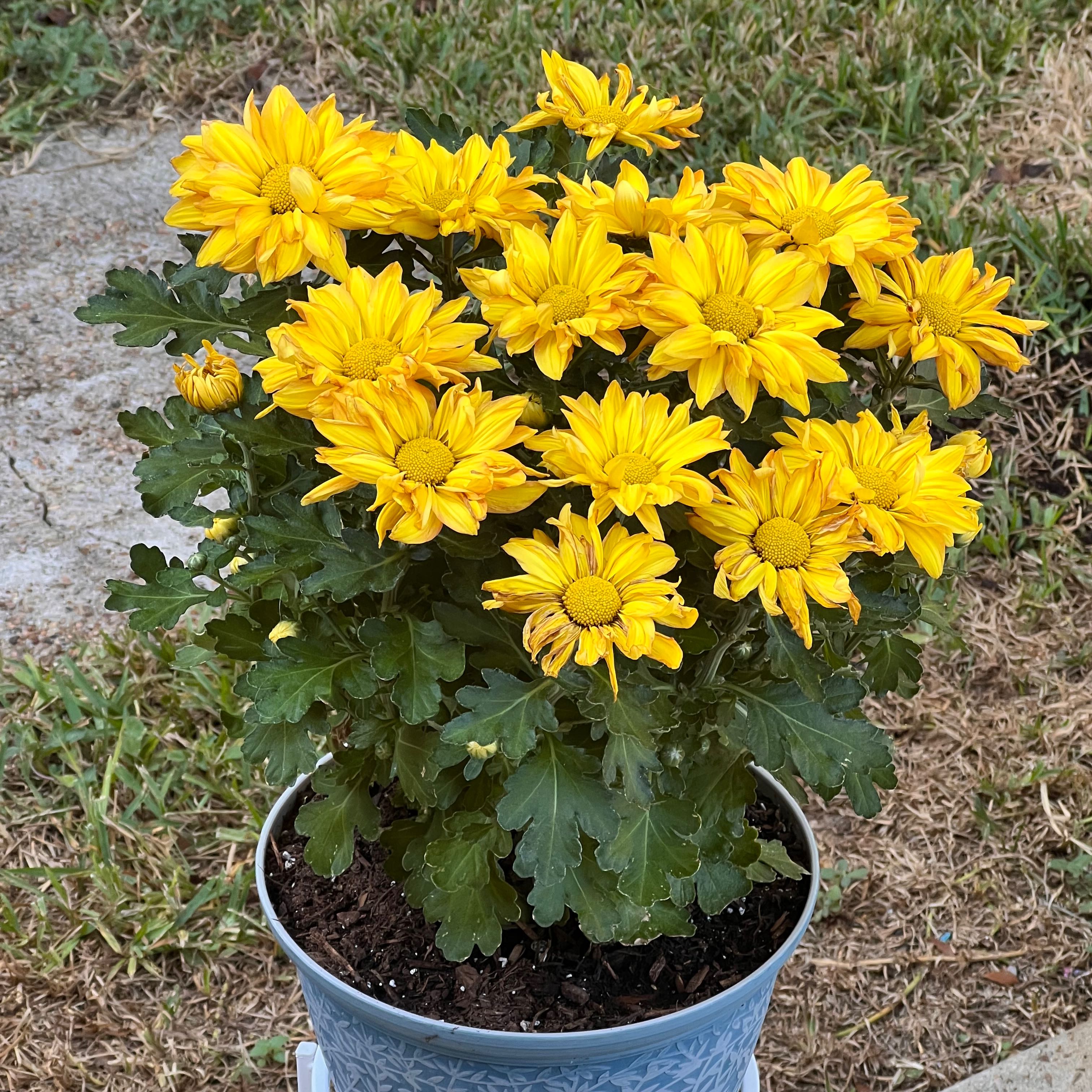 Photo of the plant species Golden daisy bush by @DynamoLychee named Your plant on Greg, the plant care app