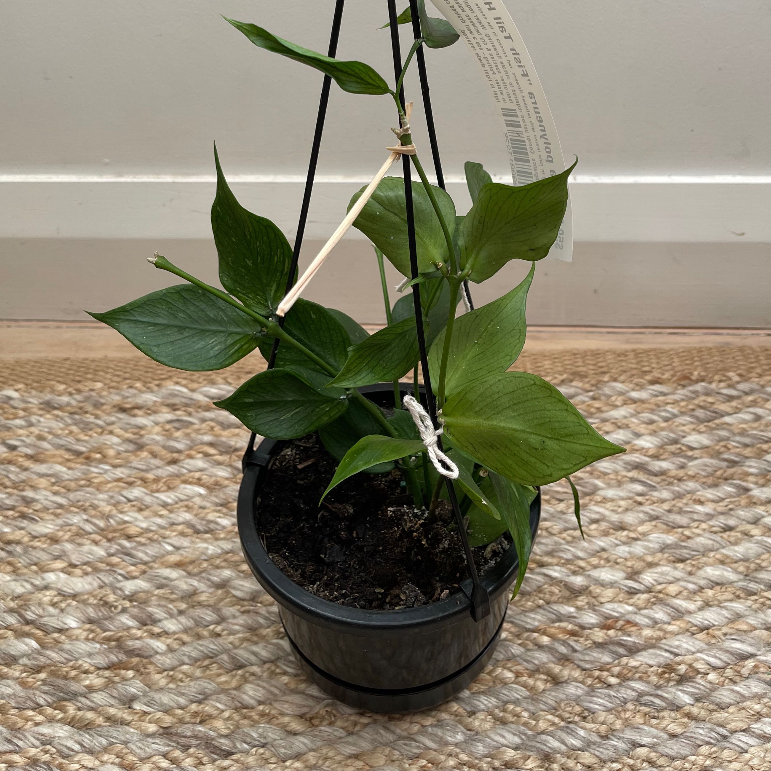 Potted Fishtail Hoya plant with healthy green leaves in a black pot.