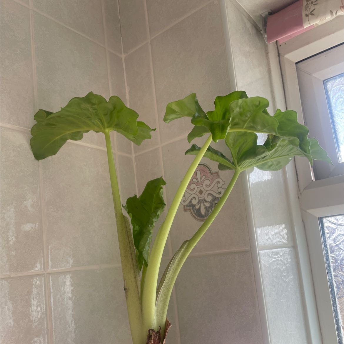 Alocasia 'Portora' plant with large green leaves near a window.