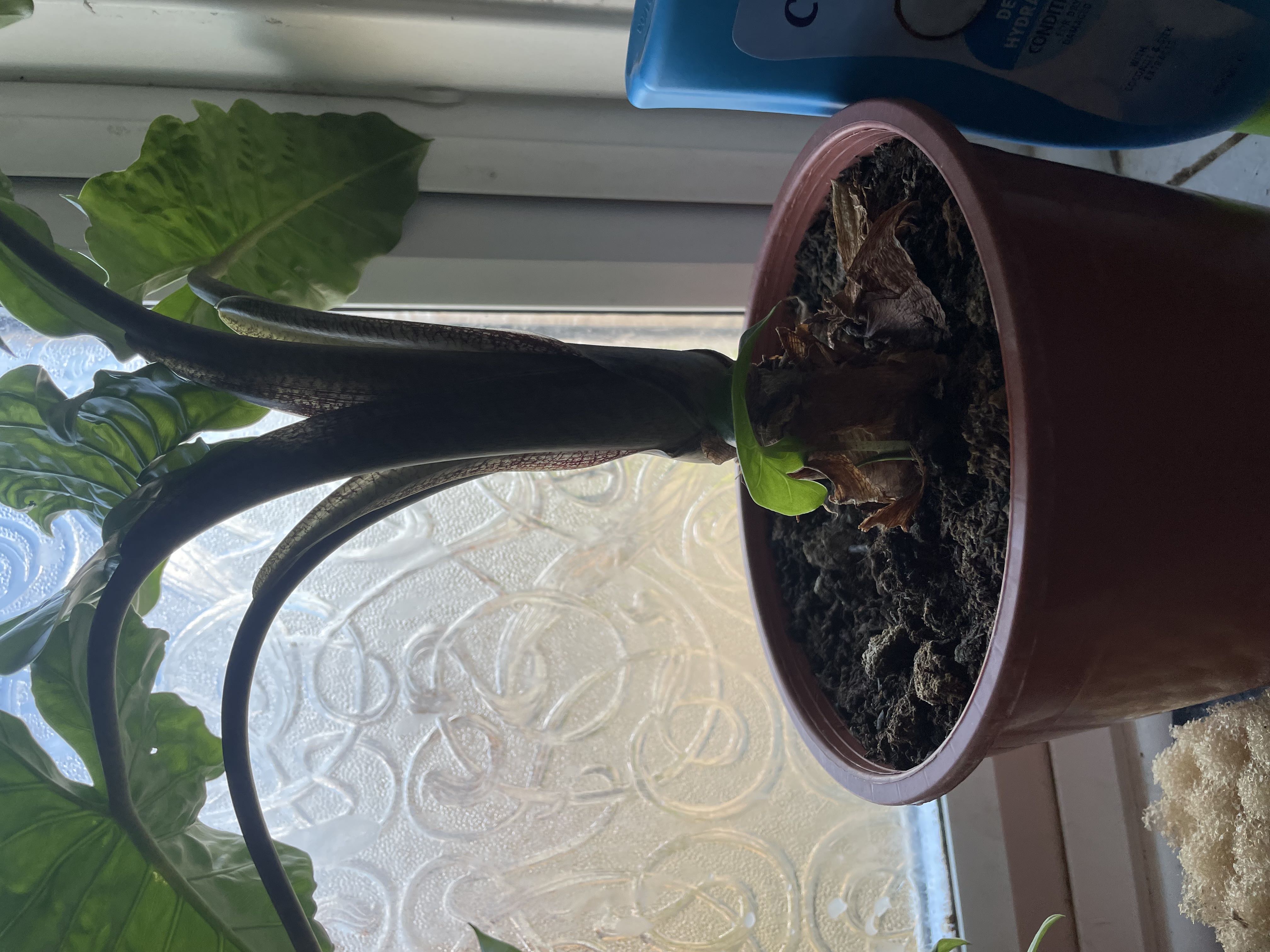 Photo from the post