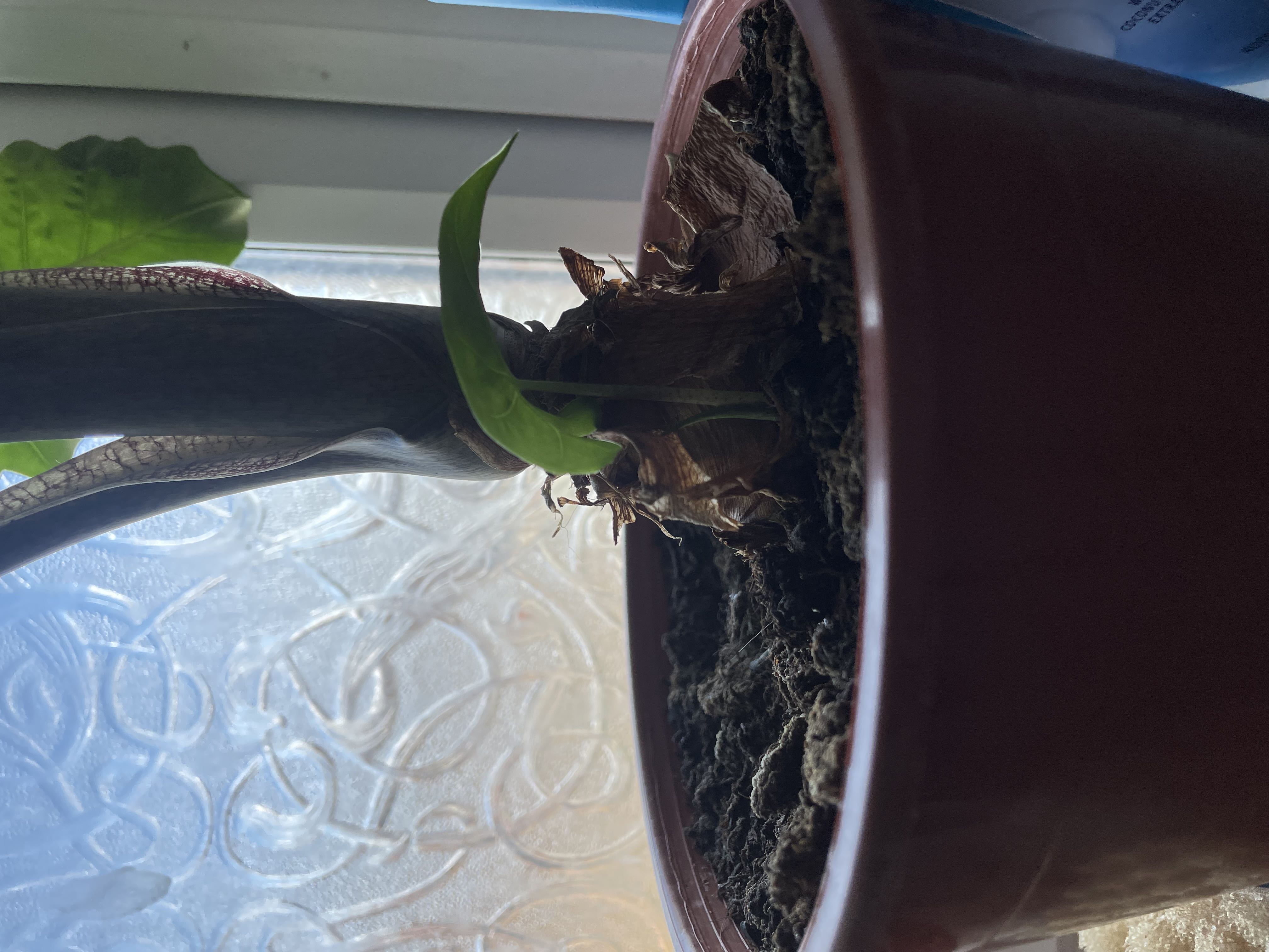 Photo from the post