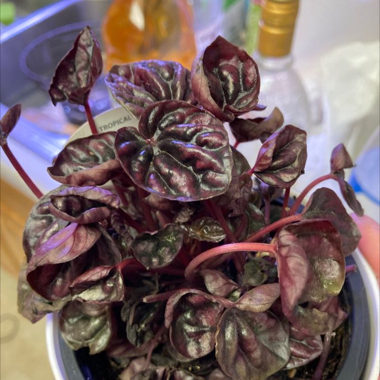 Schumi Red Peperomia plant with dark, glossy leaves in a pot with visible soil.