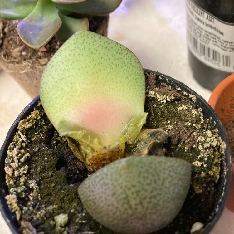 Royal Flush Split Rock plant in a small pot with visible soil and slight discoloration.