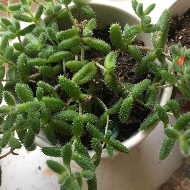 Common Iceplant in a pot with vibrant green leaves and visible soil.