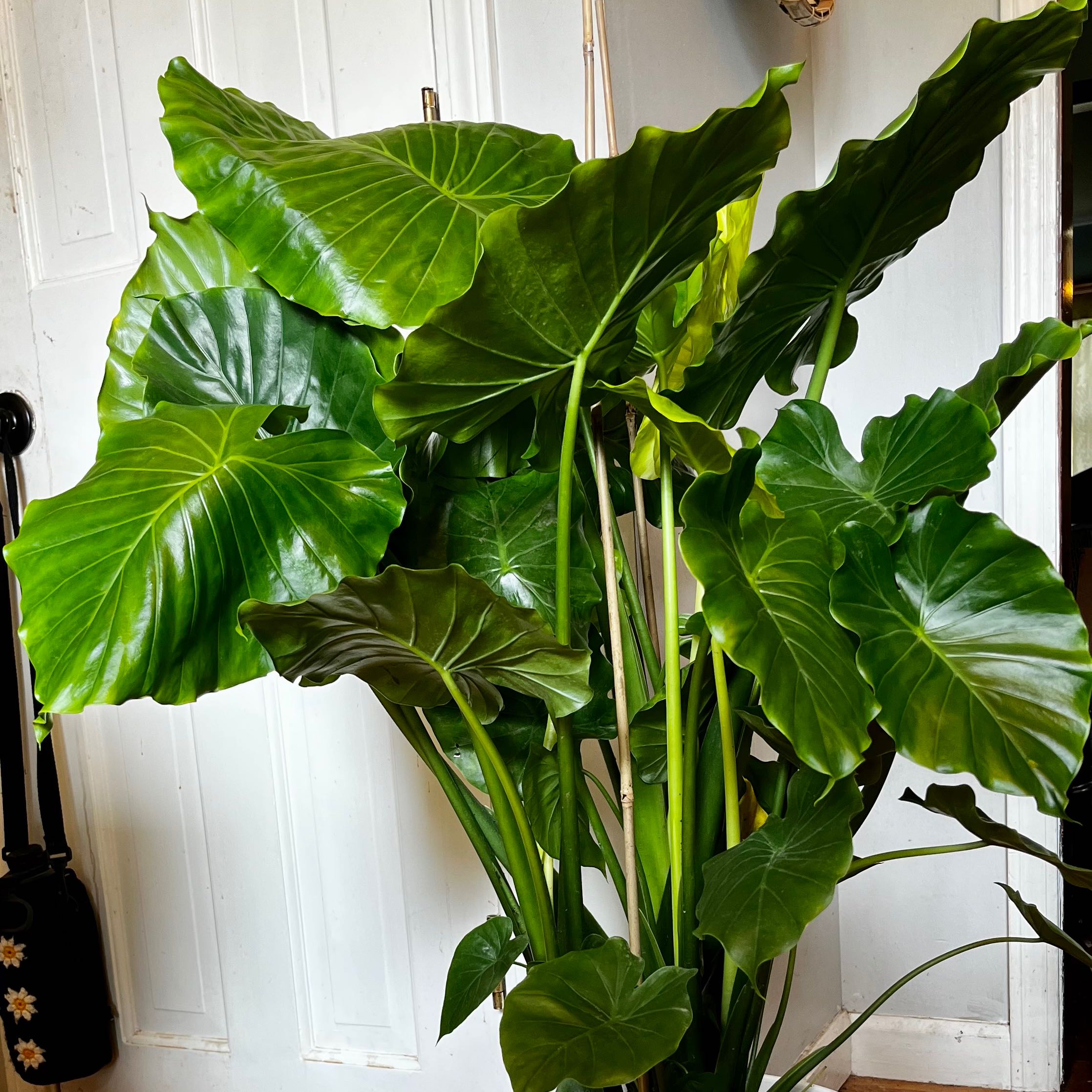 Healthy Alocasia gagaena 'California' with large green leaves.