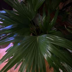 Rhapsis Palm plant