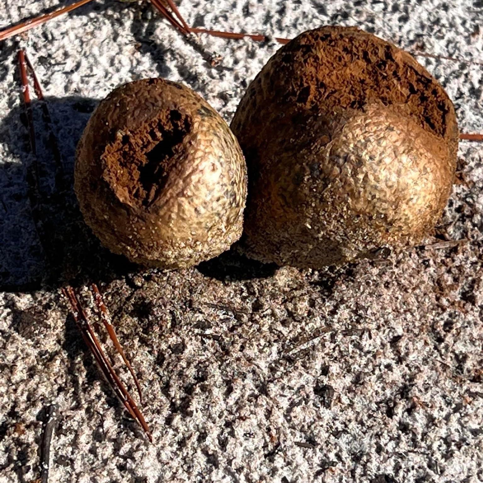 Two acorns from a Northern Red Oak on a textured surface.