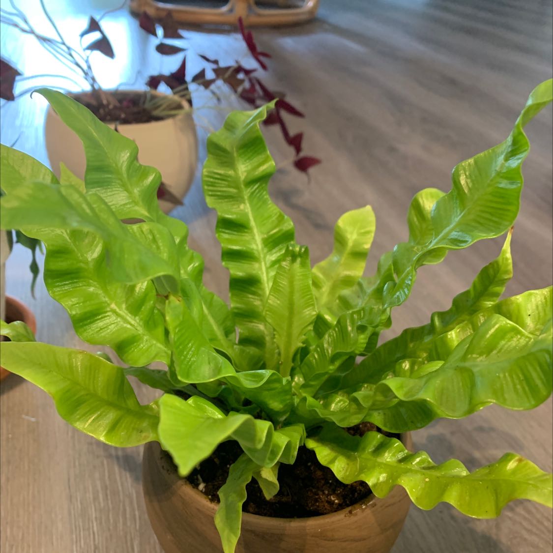 Healthy Bird's Nest Fern with vibrant green wavy leaves in a brown ceramic pot on a wooden surface.