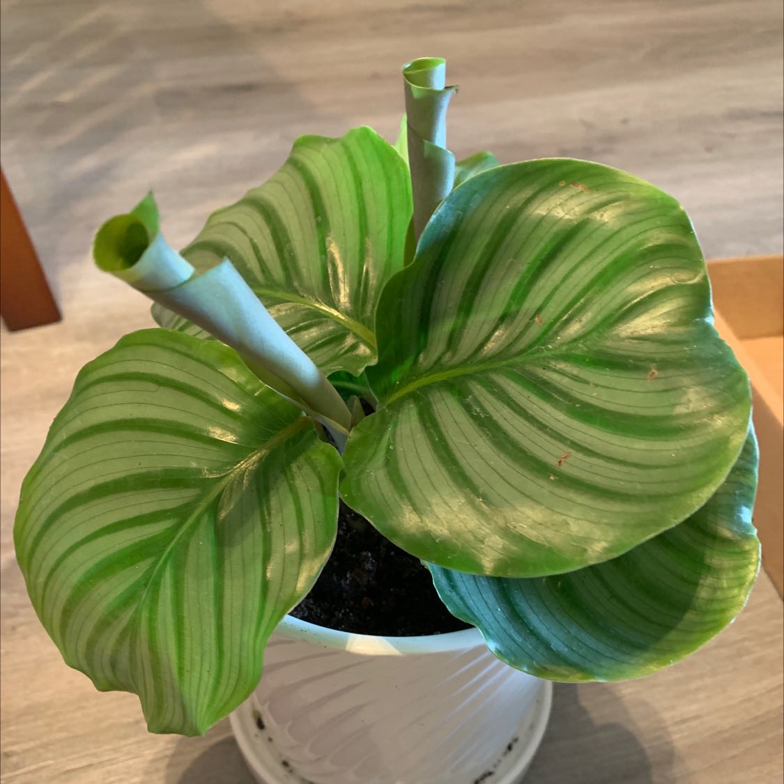 Calathea Orbifolia plant with large, striped leaves in a white pot.