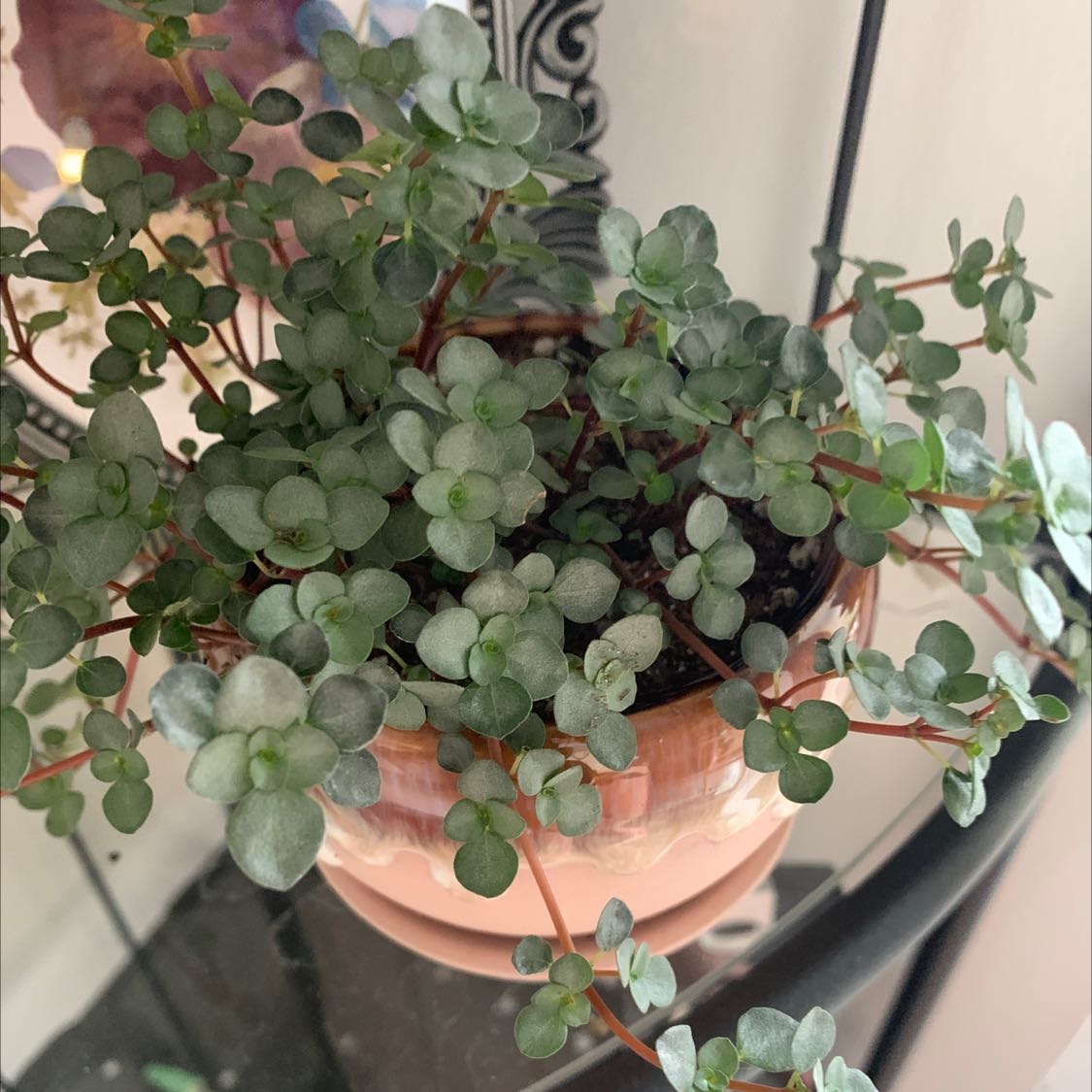 Pilea 'Aquamarine' plant in a pot, healthy with visible soil.