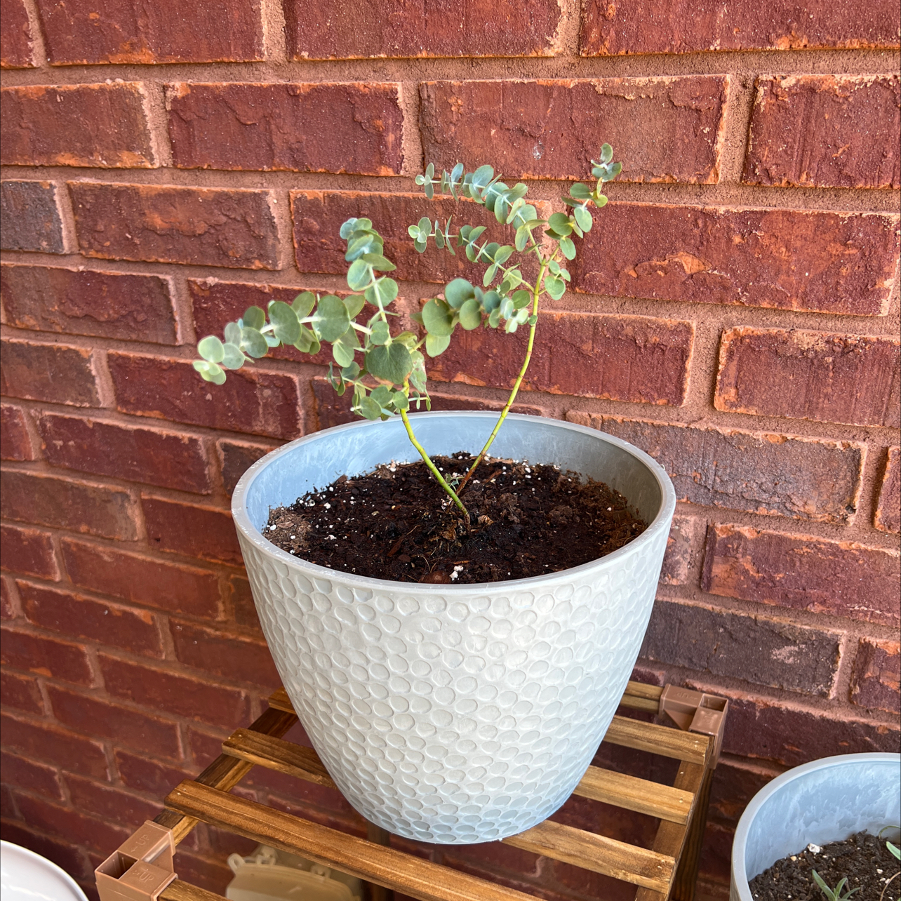 Photo of the plant species Silver-leaved mountain gum by @RapturousHoya named Eucalyptus on Greg, the plant care app