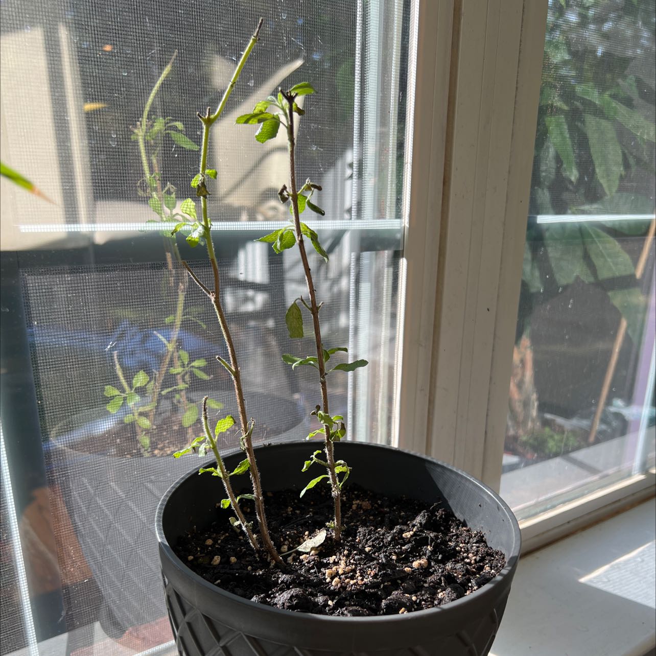 Potted Holy Basil (Tulsi) plant with sparse foliage near a window.