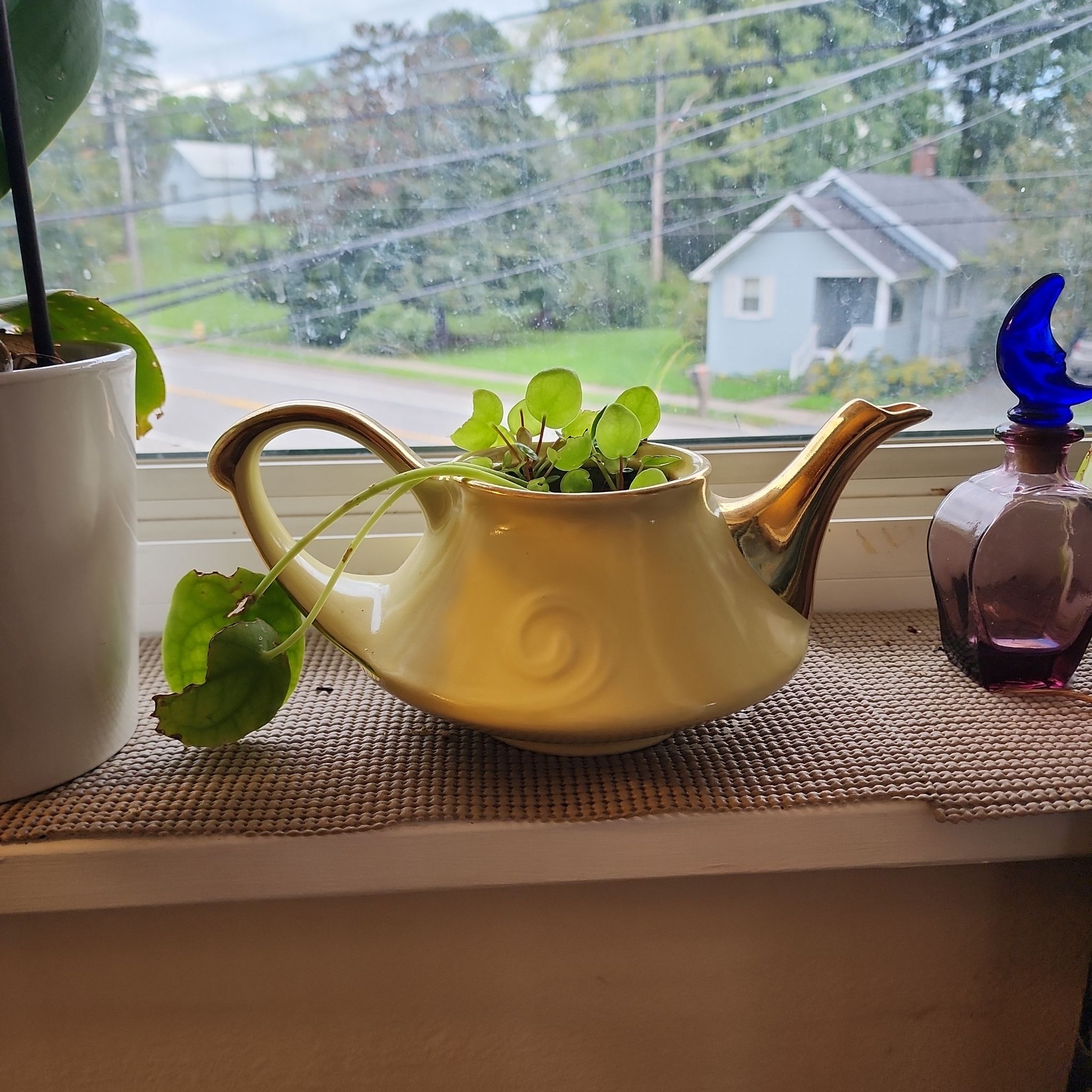 Photo of the plant species Pilea Sugar by @PoliteLettuce named Pilea on Greg, the plant care app
