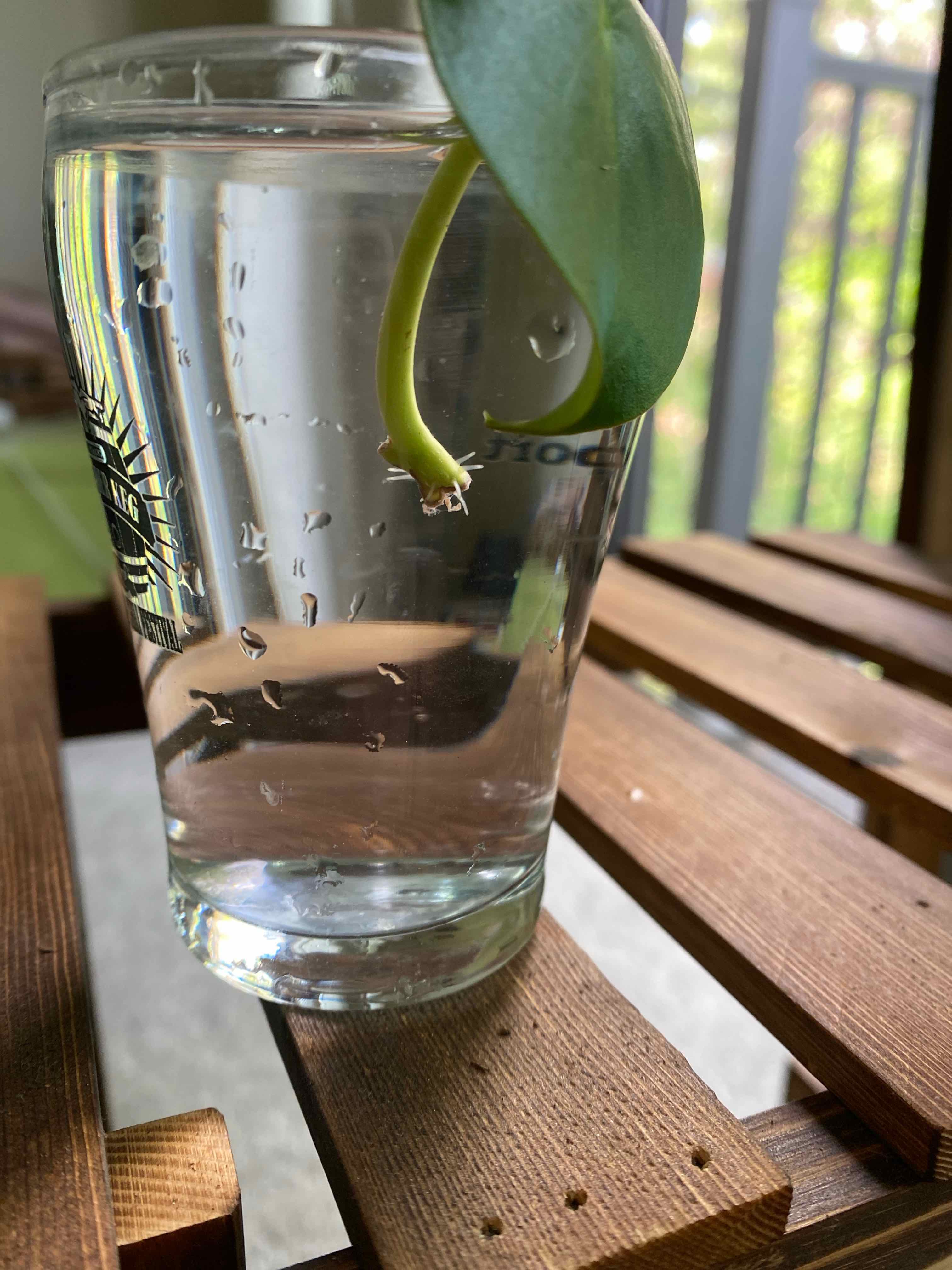 Raindrop Peperomia leaf in a glass of water for propagation on a wooden surface.
