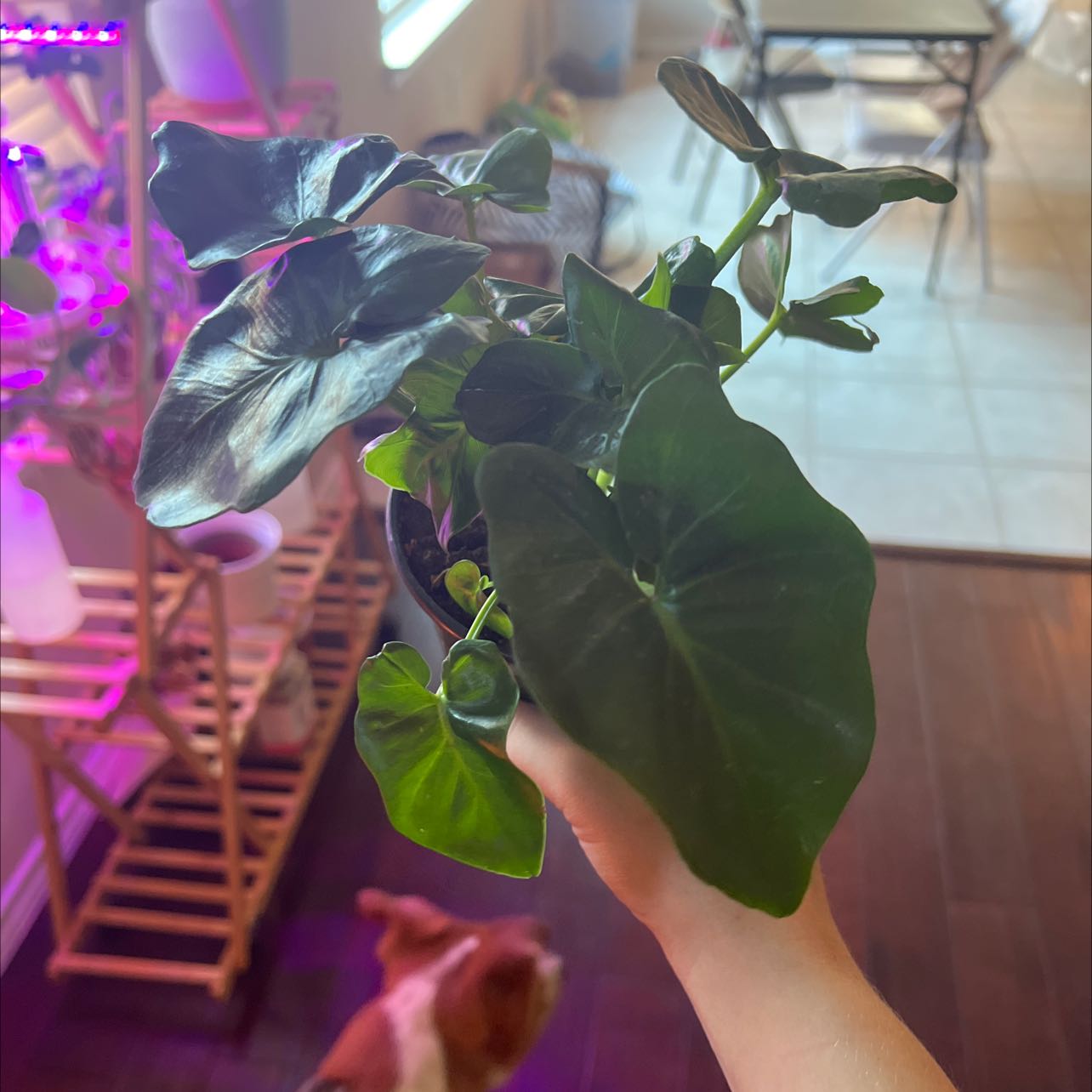 Philodendron 'Super Atom' plant held by a hand, with dark green leaves and household items in the background.