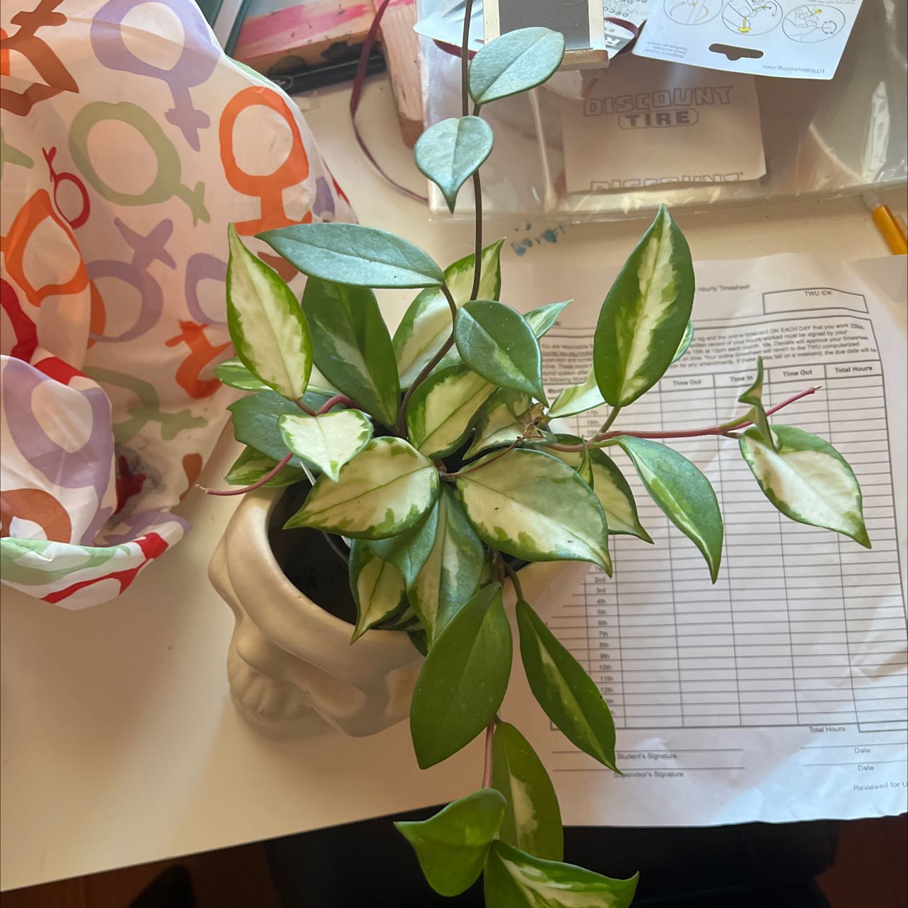 Potted Exotic Hoya plant with variegated leaves on a table with various items.
