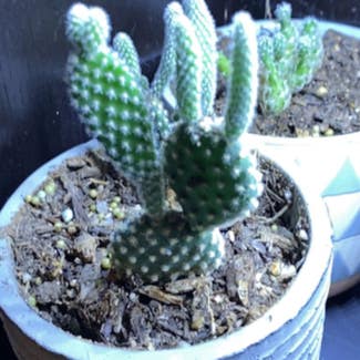 Bunny Ears Cactus plant in Denver, Colorado