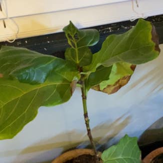 Fiddle Leaf Fig plant in Denver, Colorado