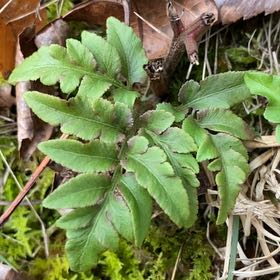 Photo of the plant species Sceptridium dissectum by @AwakePatchouli named Gates on Greg, the plant care app