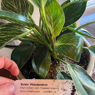 Philodendron Birkin plant in Baton Rouge, Louisiana