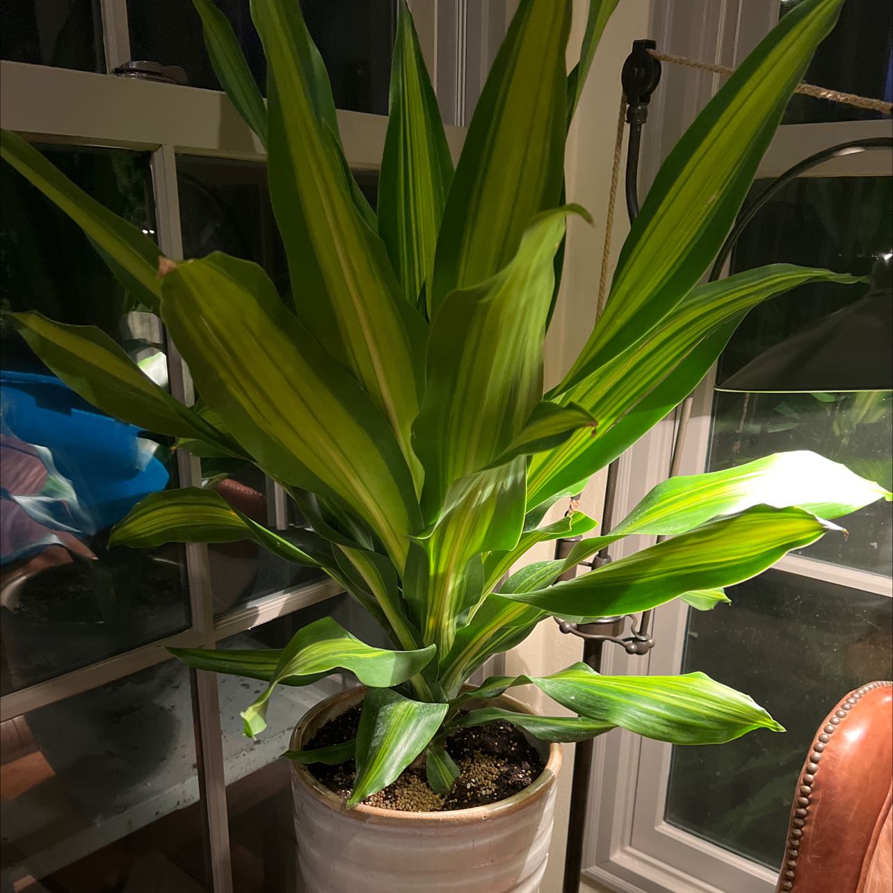 Dracaena 'Golden Heart' plant in a white pot with vibrant green and yellow variegated leaves.