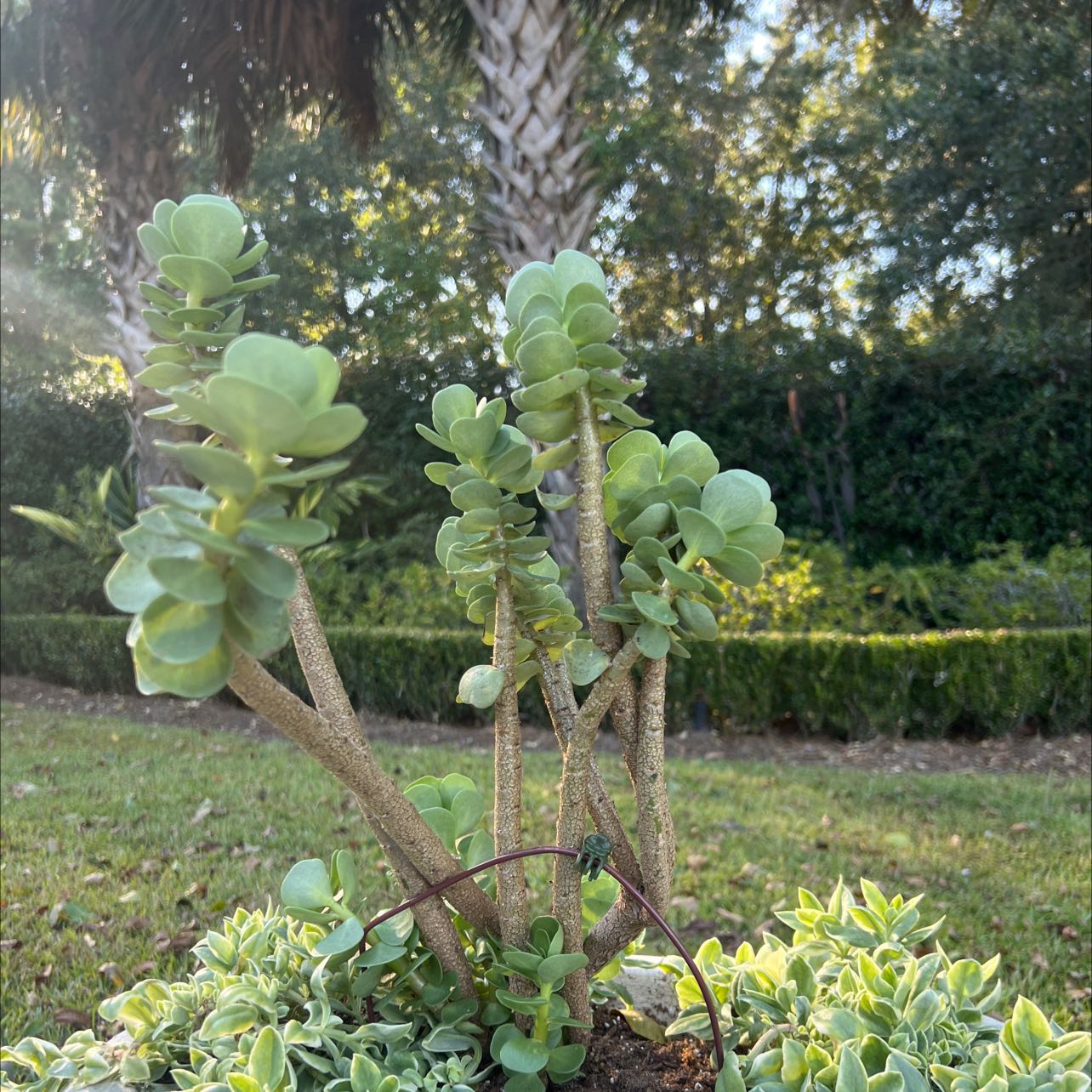 Healthy 'Ihi plant in a garden setting with visible soil and no signs of disease.