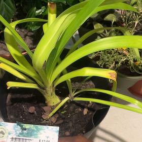 Photo of the plant species Agapanthus 'Queen Mum' by @FineScallions named Demi on Greg, the plant care app