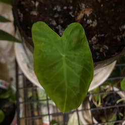 Colocasia 'Black Beauty' plant