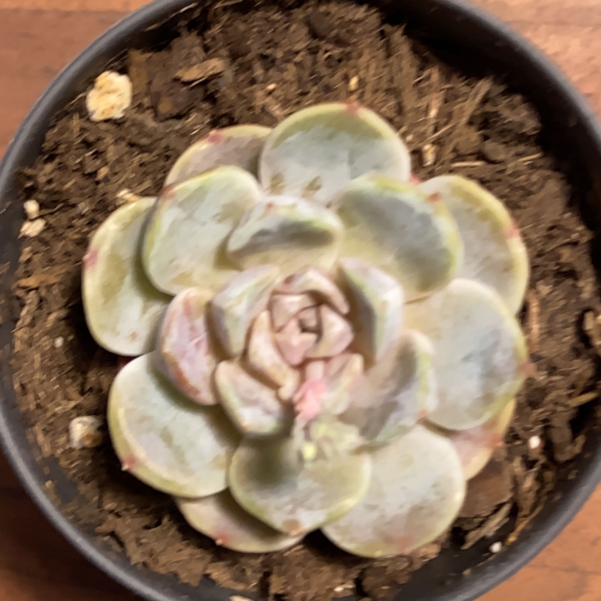 Photo of the plant species Snow Bunny Echeveria by @YeveCoriander named Lila Apollo on Greg, the plant care app