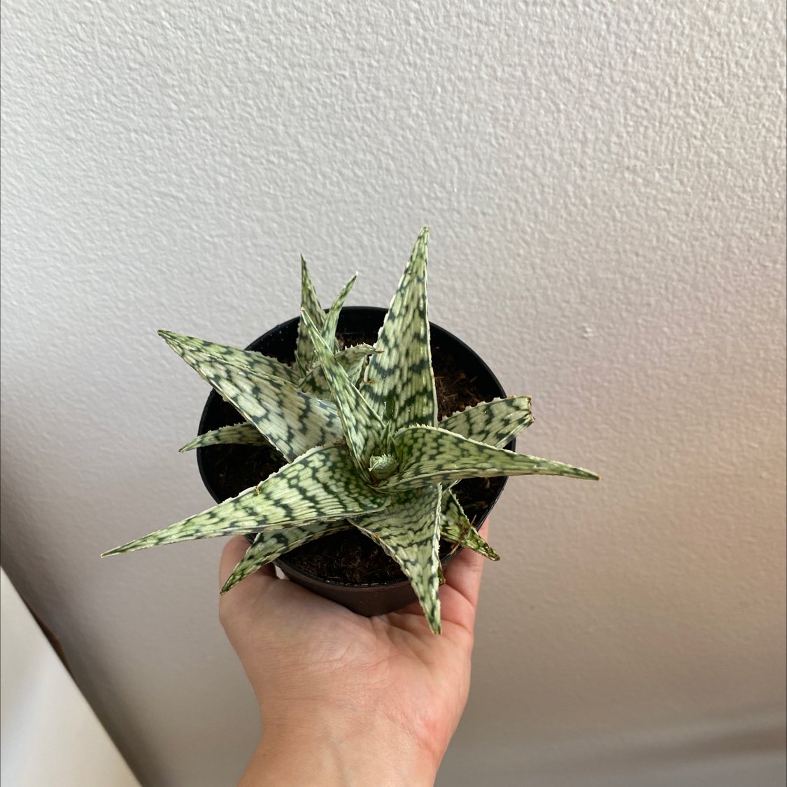 Snowflake Aloe plant held by a hand, showing healthy patterned leaves.