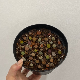 Lithops plant in Somewhere on Earth